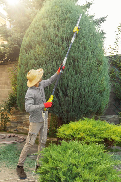 Best Tree Removal Services  in Sky Valley, CA